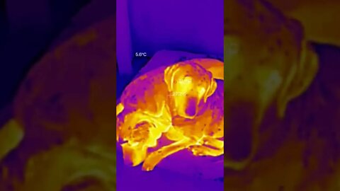 Thermal Dog Cam, You're Welcome #cutedog #cuteanimals #thermalimaging