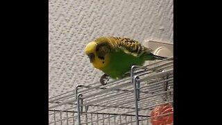 budgie clowns dancing and walking on computer having fun