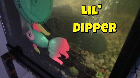 Little Live Pets Lil' Dippers In My Aquarium! 🐠