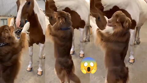 Dog 🐕 and Horse 🐎 love moments video clips