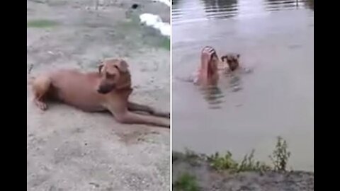 Hero dog saves drowning man in river!