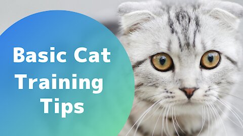 Cats 101 Basic Cat Training Tips