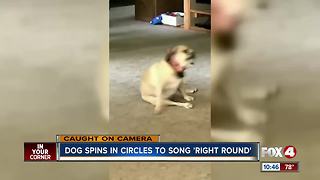 Dog spins in circles to song "Right Round"