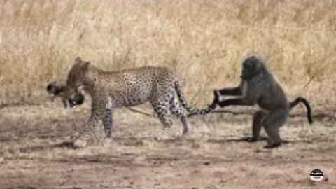 Leopard Adopts Baby Baboon After Mom Dies