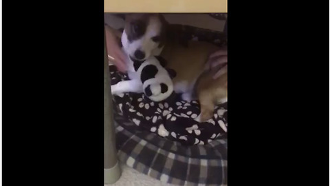 Growling Rescue Dog Refuses To Give Up Favorite Toy