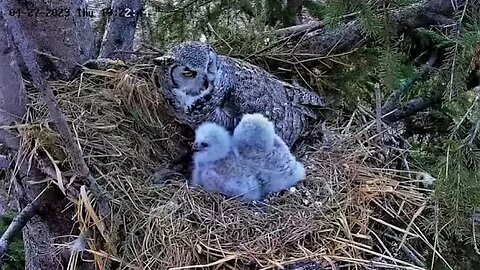 Dinnertime For The Owlets 🦉 04/27/23 19:22