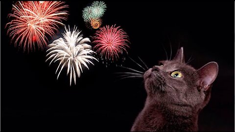 Keeping Your Cat Calm During Fireworks : Cat 101