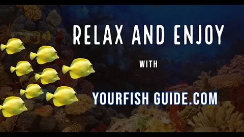Ambient Music With Beautiful Fish | YourFishGuide.com