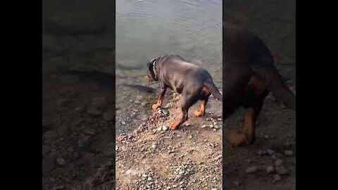 rottweiler - fishing fish