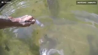 Peixe gigante pega comida da mão de homem