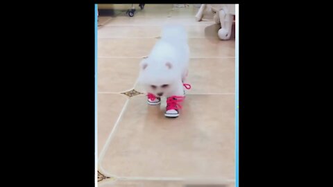 Cute Puppy Walking With Shoes On ! REALLY CUTE !