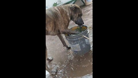 My dog ​​Akira needs to cool off