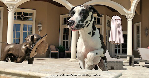 Great Dane Would Rather Be A Watch Dog Than A Water Dog