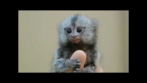 World s Smallest Monkeys! Thumb Monkey - Illegal Chinese Pet