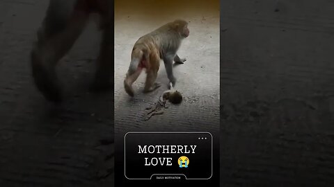 Motherly Love 😭#shorts #today trending #monkey #Shorts