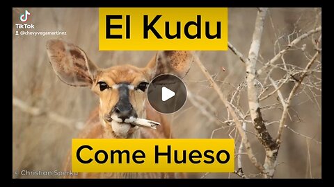 "Descubre al majestuoso Kudu, el 'come hueso' africano.