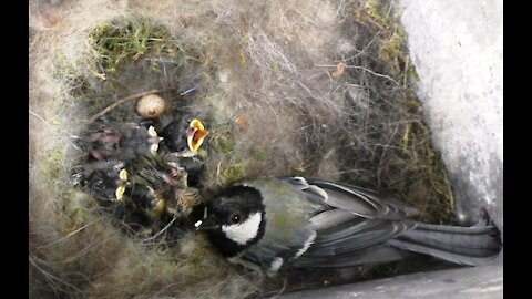 In the chickadee's nest