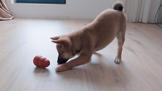 Smart Shibu Inu Puppy Working for Some Treats