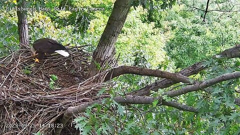 Hays Eagles Two adult eagles come to the nest; Mom & Dad or Visitors? Part II 9-25-23 14:17