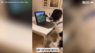 Cão pastor “trabalha” de casa durante quarentena