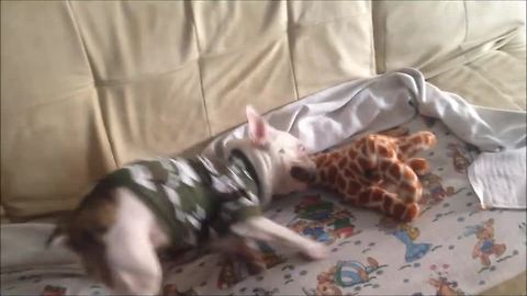 French Bulldog puppy takes on toy giraffe