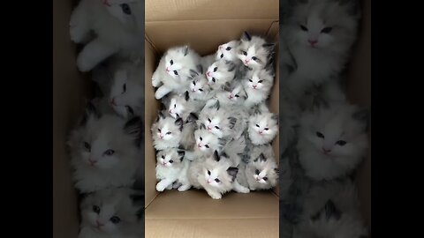 Cute kittens...😍 cats viral video#petlover