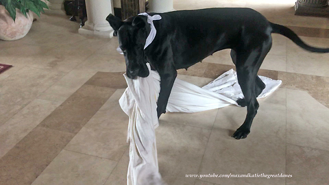 Playful Great Dane "helps" out with the laundry