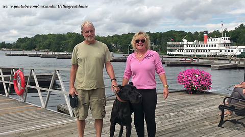 Tourist Great Dane Visits the Lake Muskoka Wharf in Ontario