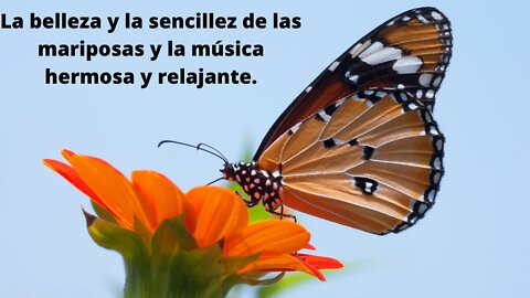 La belleza y la sencillez de las mariposas y la música hermosa y relajante.