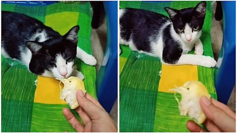 My cat is afraid to eat durian