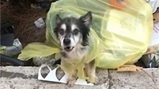 Cão é encontrado dentro de saco de lixo em Roma