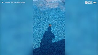 Homem e cão salvam pássaro de se afogar na piscina