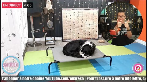 ✅ Comment calmer ton chien 🐕