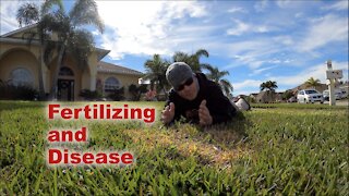 Does Fertilizing Cause Lawn Fungus?