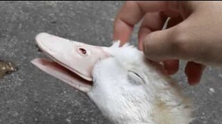 Duck gets relaxing head massage