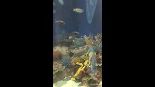 Phoenix Aquarium