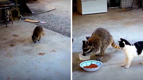 Raccoon ashes hands before stealing cat's food