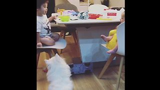 Dog fascinated by toddler and baby's conversation