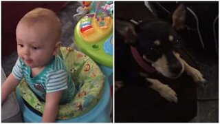 Baby says first words...and calls the dog mom