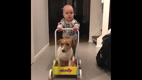 Faithful dog helps baby learn how to walk