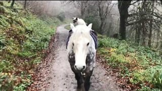 Un gatto a cavallo!