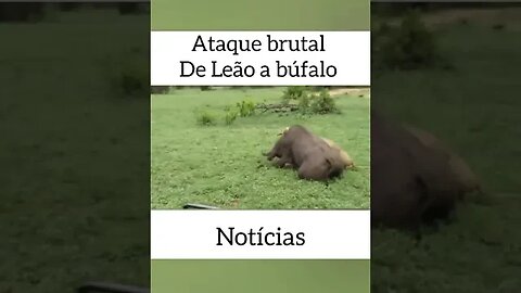 ATAQUE BRUTAL DO LEÃO AO BUFALO