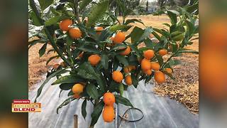 Kumquat Festival