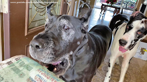 Funny Great Dane Snags Newspaper After Doggie Delivery To The House