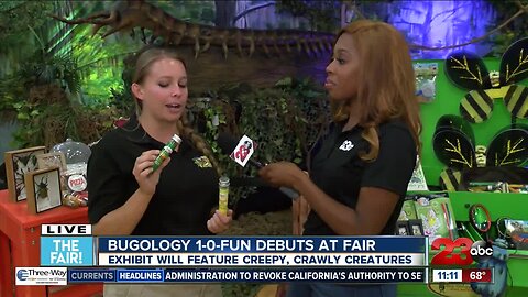There's more to the fair than food, there's now edible bugs!
