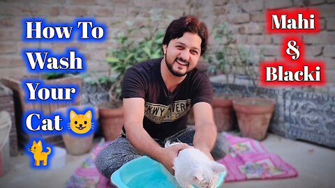 How To Wash Your Cat My Cat Mahi And Balcki | Vlog By Sattar Siddiqui