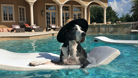 Great Dane in sun hat chills on pool floatie