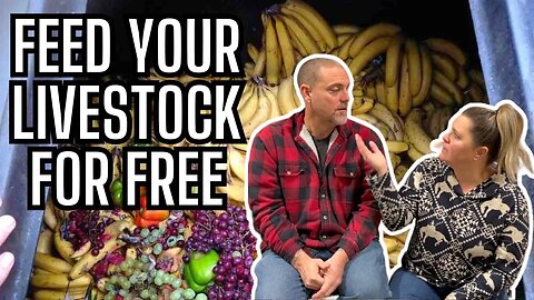 How to Find Free Food For The Livestock | Does He Need Surgery? We Are Worried #FarmLife #Groceries