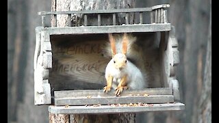 Feeder for squirrels