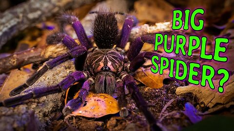 GIANT PURPLE SPIDERS!? Pamphobeteus Tarantula